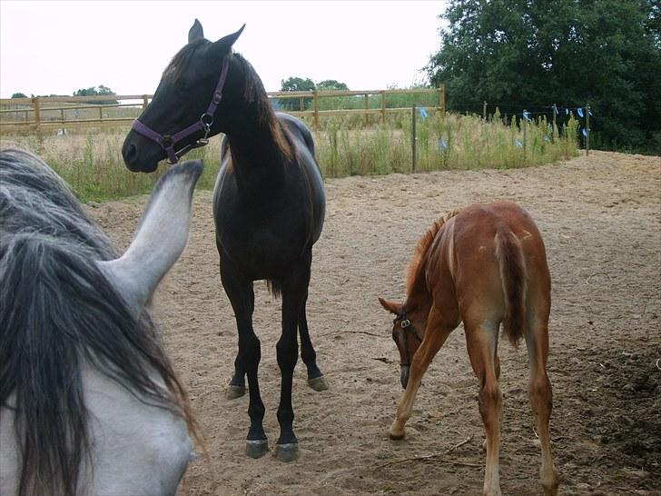 Anglo Araber (AA) Butterhill's Chanté - Chanté og Dusty billede 13