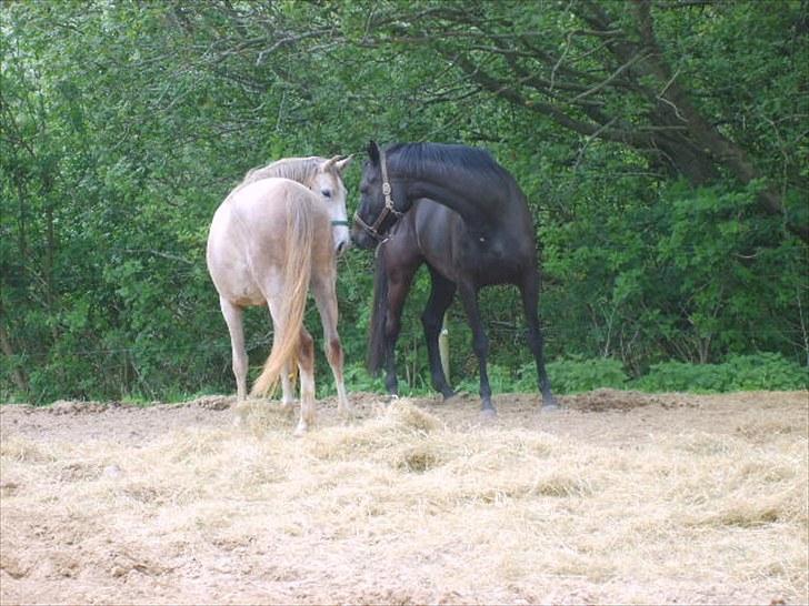 Anglo Araber (AA) Butterhill's Chanté billede 14