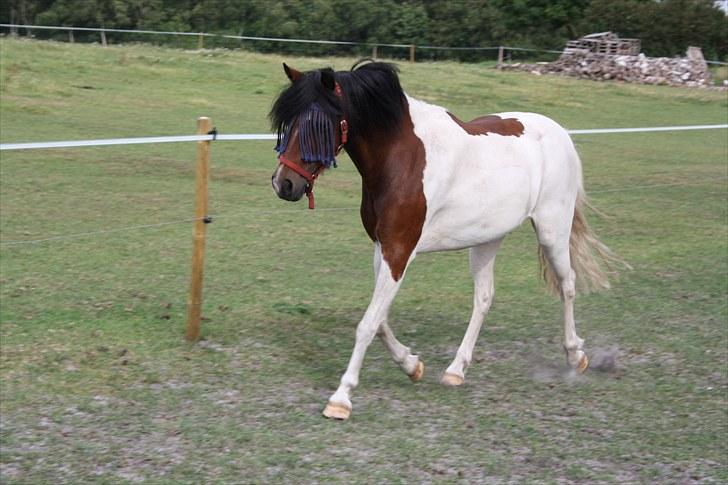 Anden særlig race Revy billede 12