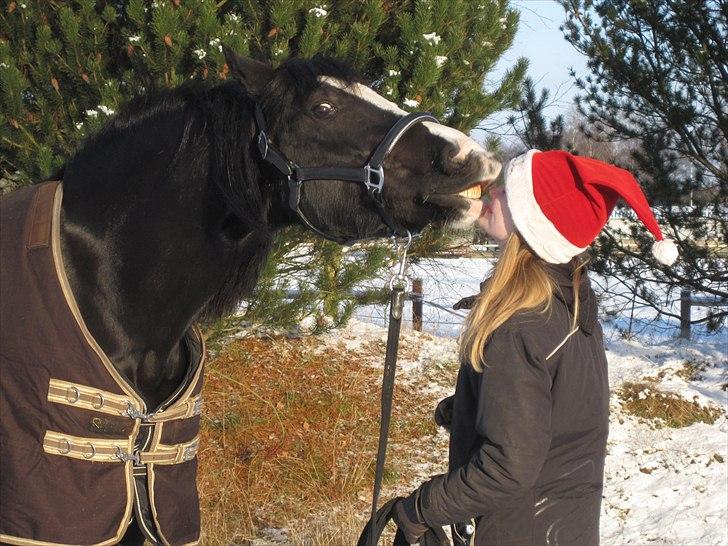 Welsh Cob (sec D) Dynamite Joy - Velkommen til Joys profil : D Foto: Line billede 1