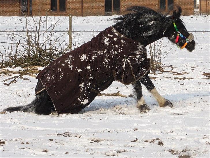 Welsh Cob (sec D) Dynamite Joy - På fold i det dejlige snevejr : D Foto: Mig billede 2