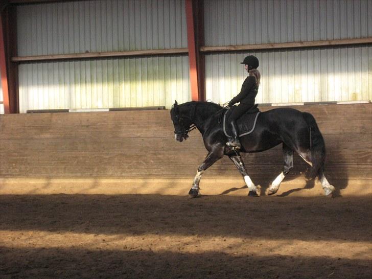 Welsh Cob (sec D) Dynamite Joy - Dressur Foto: Inge billede 3