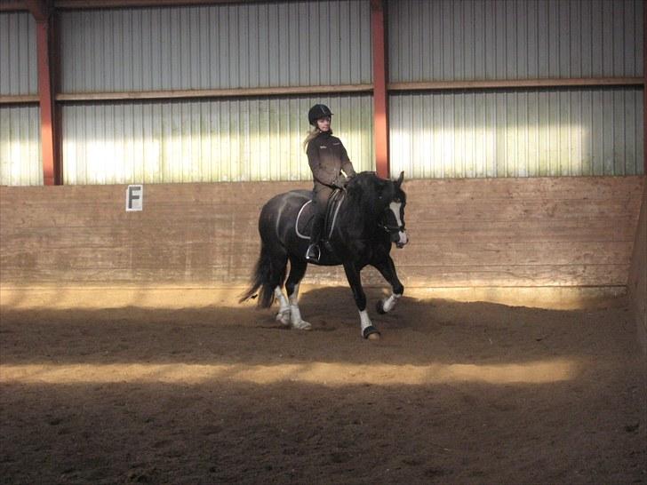 Welsh Cob (sec D) Dynamite Joy - Dressur Foto: Inge billede 4