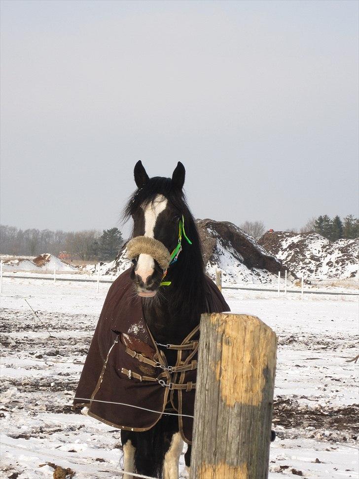 Welsh Cob (sec D) Dynamite Joy - På fold i sneen ( : Foto: Mig billede 5