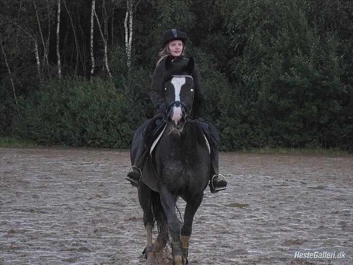 Welsh Cob (sec D) Dynamite Joy - Dejlg mudret efter springtimen : P Foto: Line billede 6