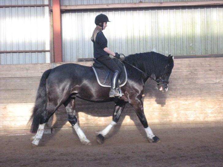 Welsh Cob (sec D) Dynamite Joy - Dressur Foto: Inge billede 7