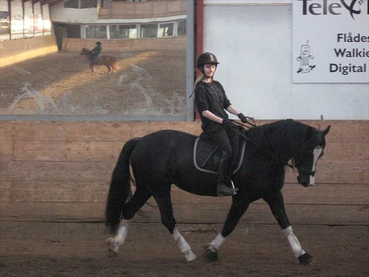 Welsh Cob (sec D) Dynamite Joy - Dressur Foto: Inge billede 11