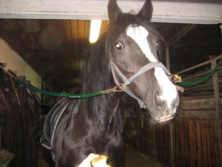 Welsh Cob (sec D) Dynamite Joy - Tigge, Tigge : P Foto: Inge billede 12