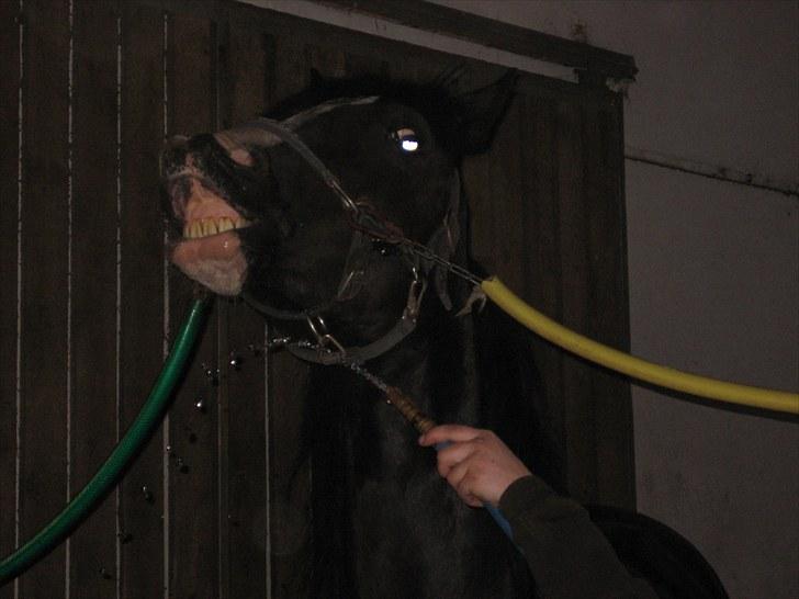 Welsh Cob (sec D) Dynamite Joy - Haha!! Vandet er sjovt : P Foto: Emma eller Inge billede 13