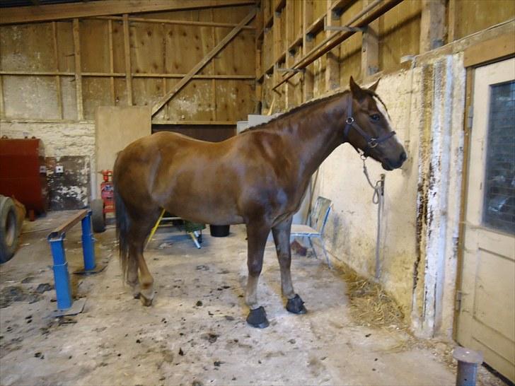 New Forest Hølkærs Red Oak aka Felix billede 14