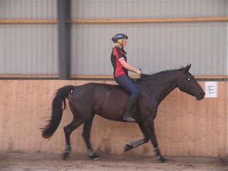 Anden særlig race Nairobi billede 16