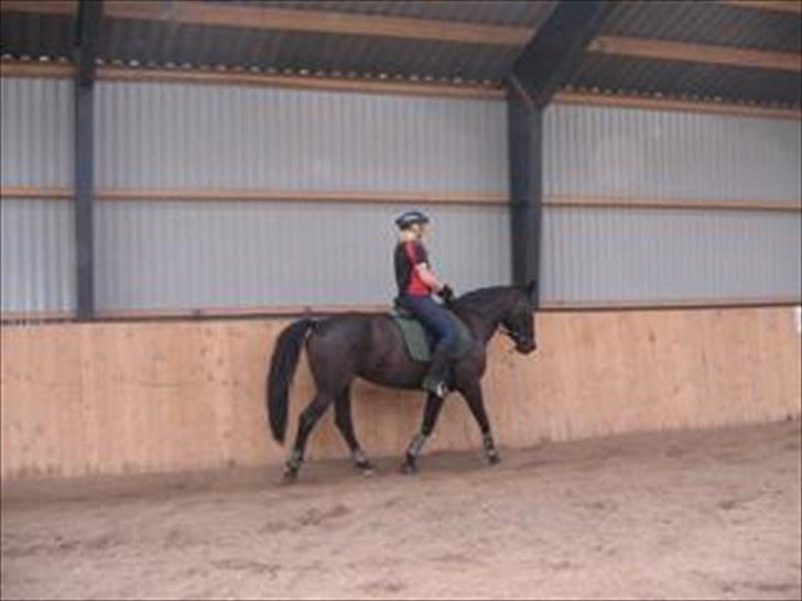 Anden særlig race Nairobi billede 17