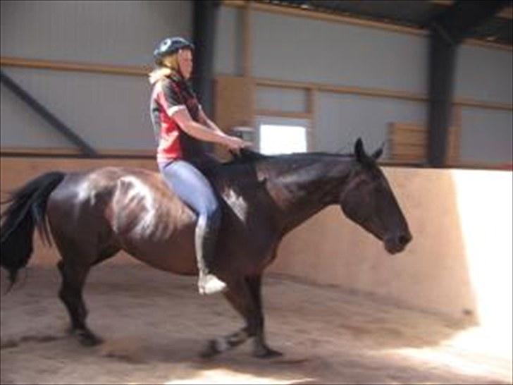 Anden særlig race Nairobi billede 18