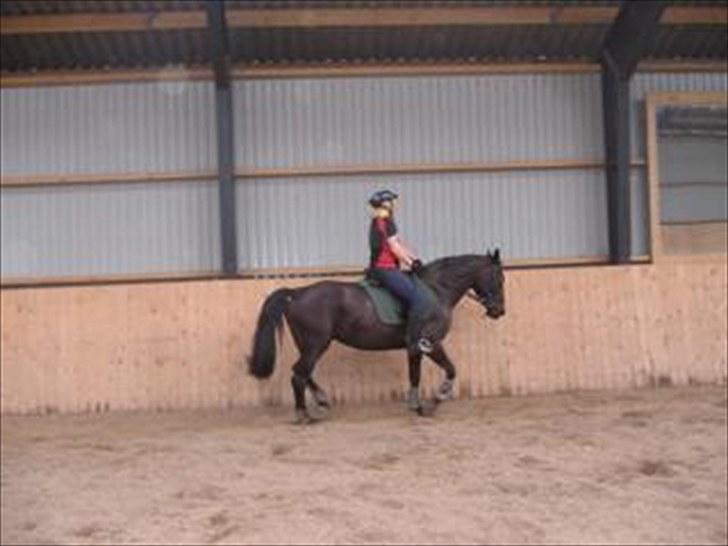 Anden særlig race Nairobi billede 20