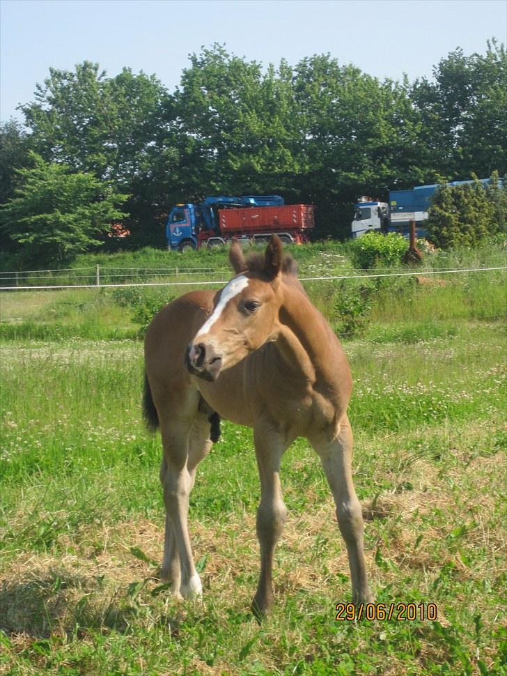 Oldenborg Tuneranch's Burrito billede 6