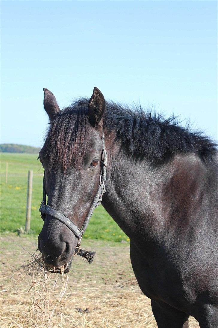 Anden særlig race | CHOPIN. - Velkommen tilChopins profil :) Læg gerne kommentar inden du går :P Hvor er vi smukke! <3 Foto: Far billede 2