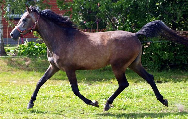 Sportsaraber (A) LOBERGS ARABIAN DACAPO - Dacapo 7 Juli 2010 Foto: JK billede 17