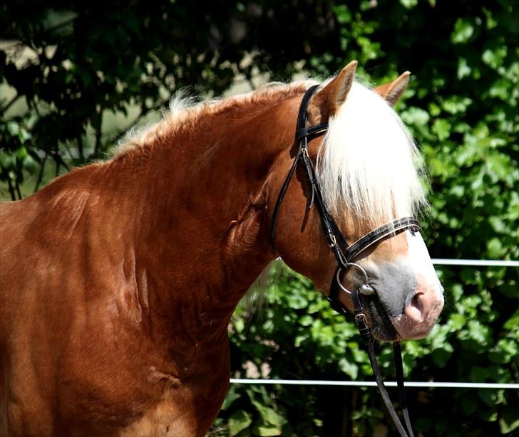 Haflinger Why Now SOLGT - (CNN-foto) billede 1