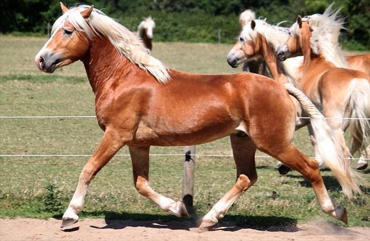 Haflinger Why Now SOLGT - (CNN-foto) billede 6