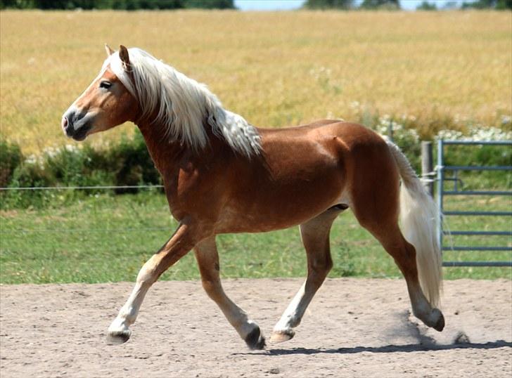 Haflinger Why Now SOLGT - (CNN-foto) billede 7