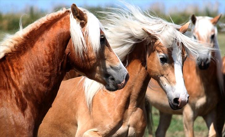 Haflinger Why Now SOLGT - (CNN-foto) billede 8