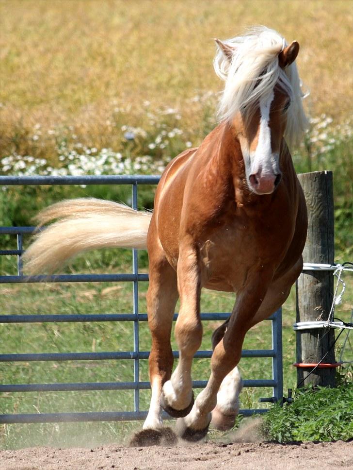 Haflinger Why Now SOLGT - (CNN-foto) billede 12