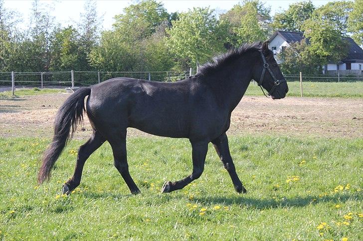 Anden særlig race | CHOPIN. billede 3