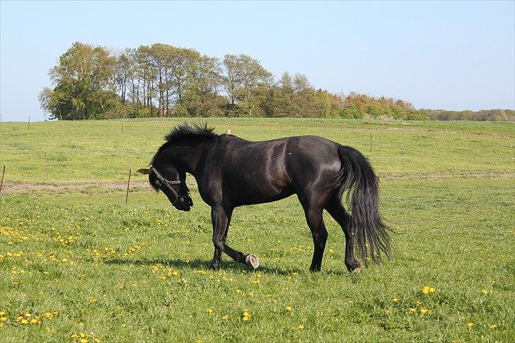 Anden særlig race | CHOPIN. billede 4