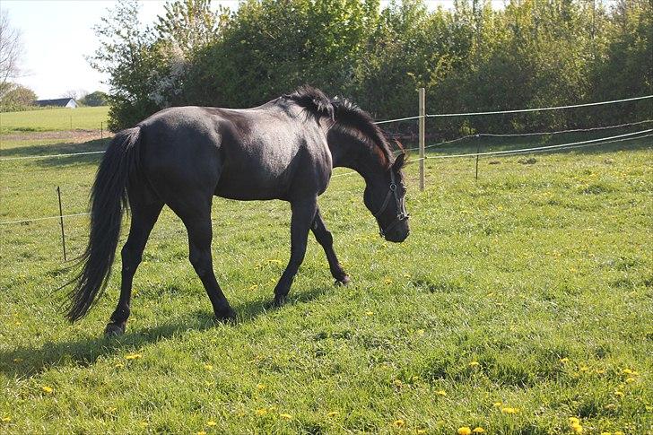 Anden særlig race | CHOPIN. billede 5