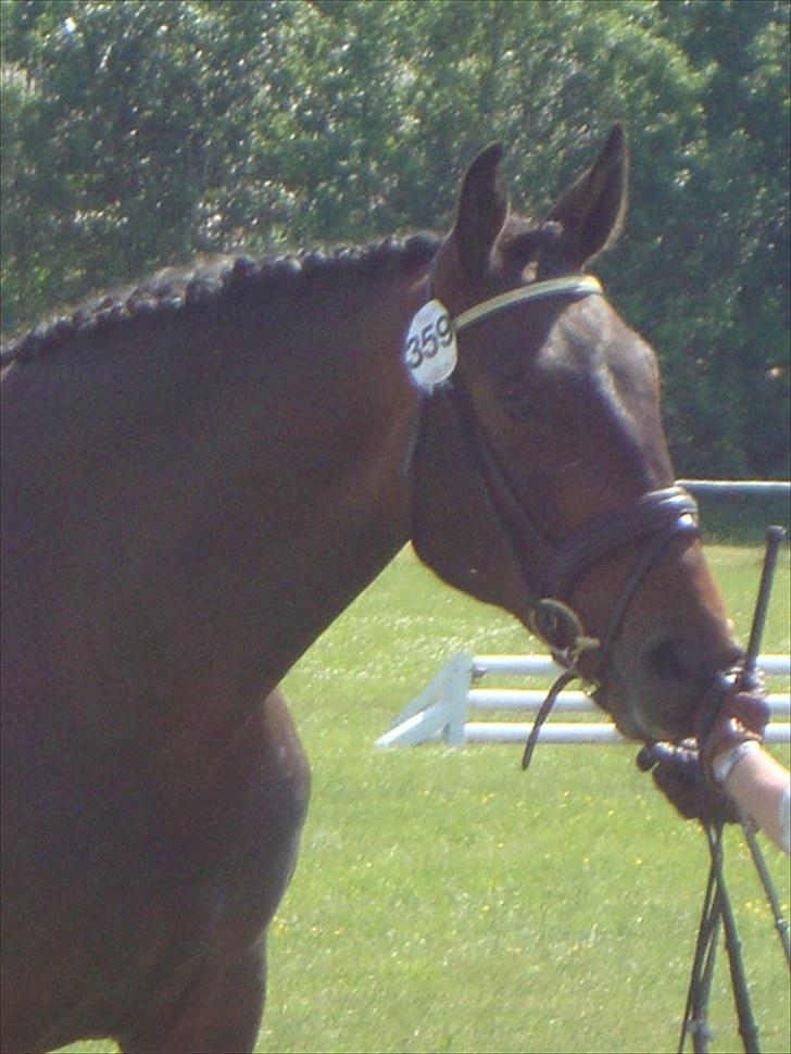 Dansk Varmblod Bjeregårdns Haløj  billede 17