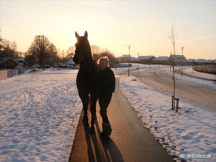 Dansk Varmblod Wolhøjgaards Cati - MY LIIIIFE!   - Mit lys, når alting er mørkt! Min ledsager når jeg er fortabt. Mit alting, ALTID! <3 billede 16