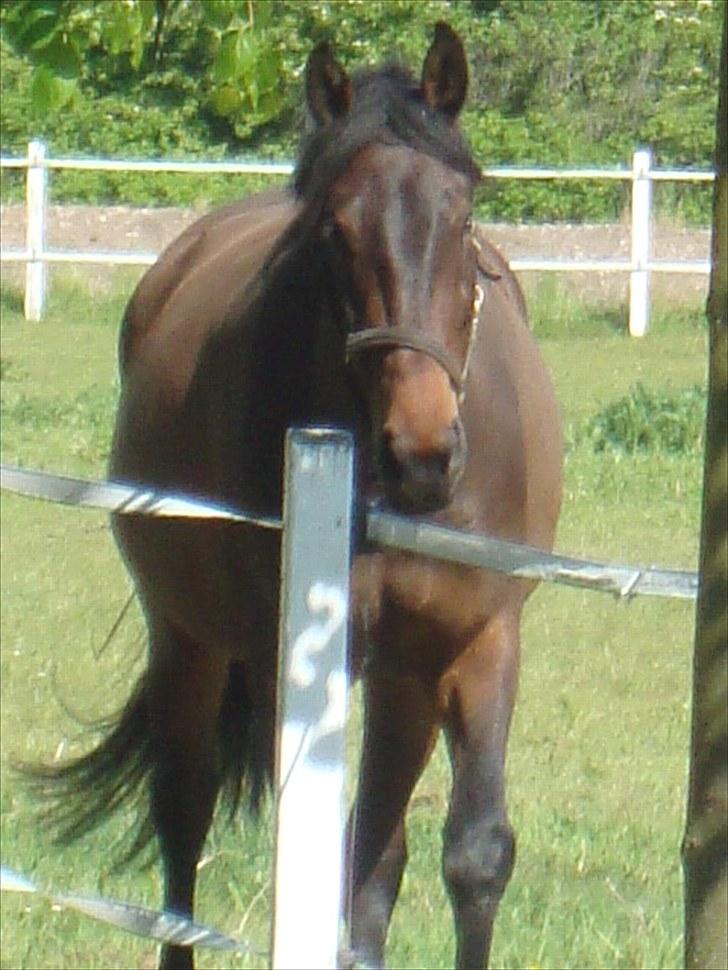 Dansk Varmblod Bjeregårdns Haløj  billede 18