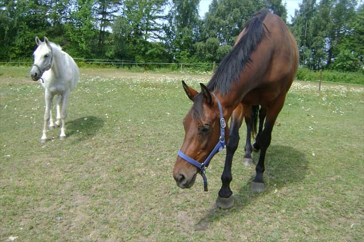 Dansk Varmblod Wolhøjgaards Cati - På vinterfold!:-)))).<3. billede 3
