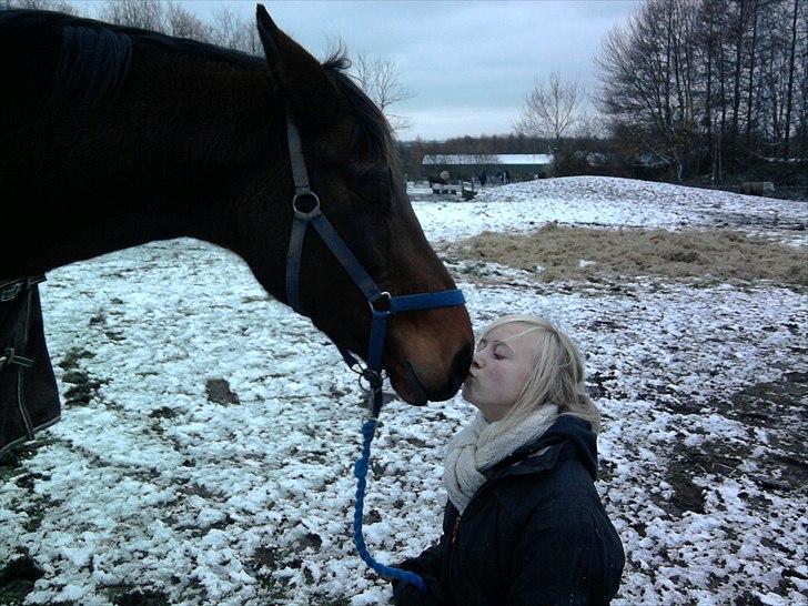 Dansk Varmblod Wolhøjgaards Cati - Jeg elsker dig minskønnehest!!!<3. billede 4