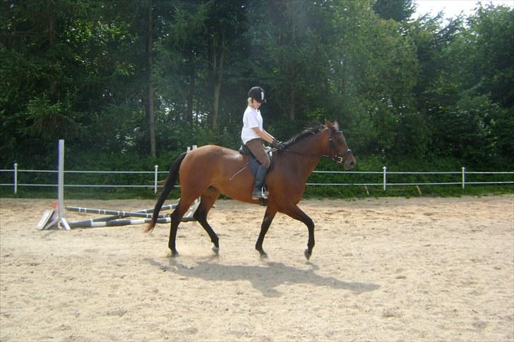 Dansk Varmblod Wolhøjgaards Cati - Hun har potientale til meget mere, men det er en af de første gange jeg rider hende<3. billede 5