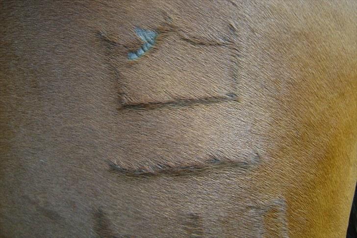 Dansk Varmblod Wolhøjgaards Cati - Hendes flotte brændmærke!. :-)))). billede 6