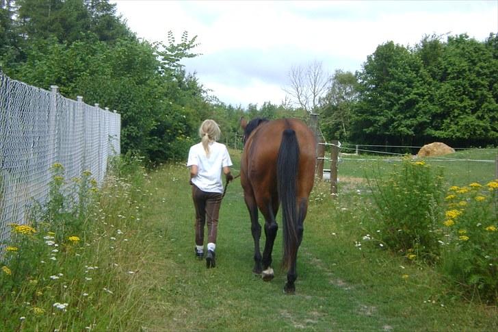Dansk Varmblod Wolhøjgaards Cati - Når enden er god, er alt godt..
Tak fordi i kiggede forbi :o). billede 20
