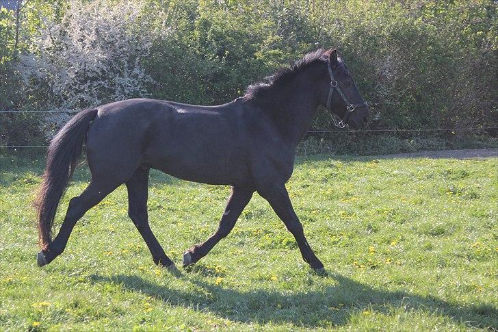 Anden særlig race | CHOPIN. billede 6