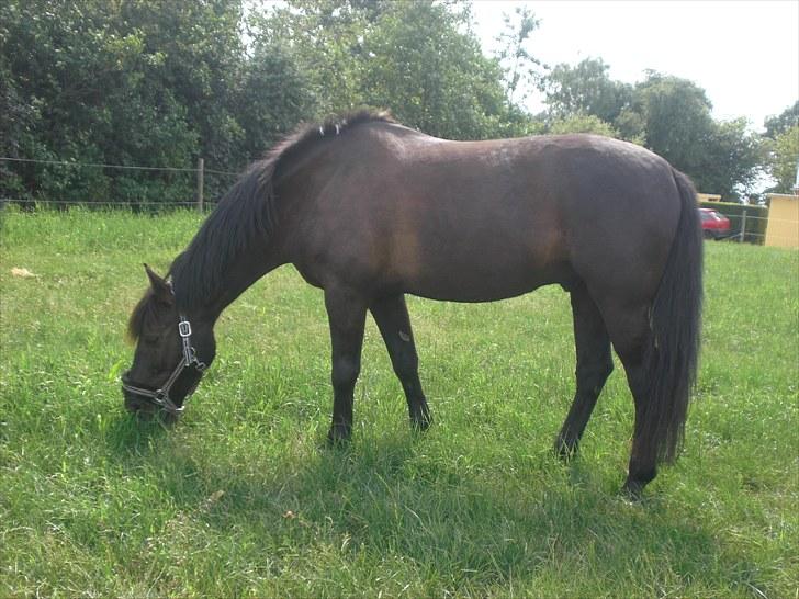 Anden særlig race | CHOPIN. billede 7