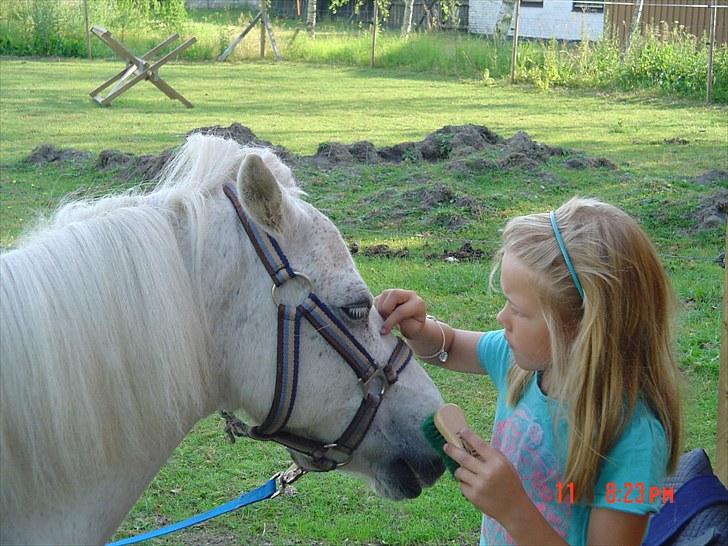 Anden særlig race Merrylegs - Alberte og Merry hygger billede 13