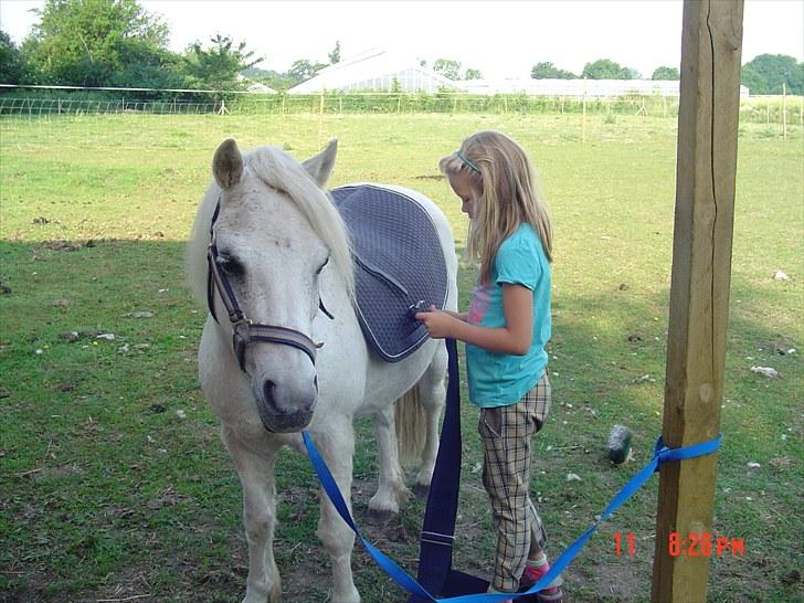 Anden særlig race Merrylegs billede 14