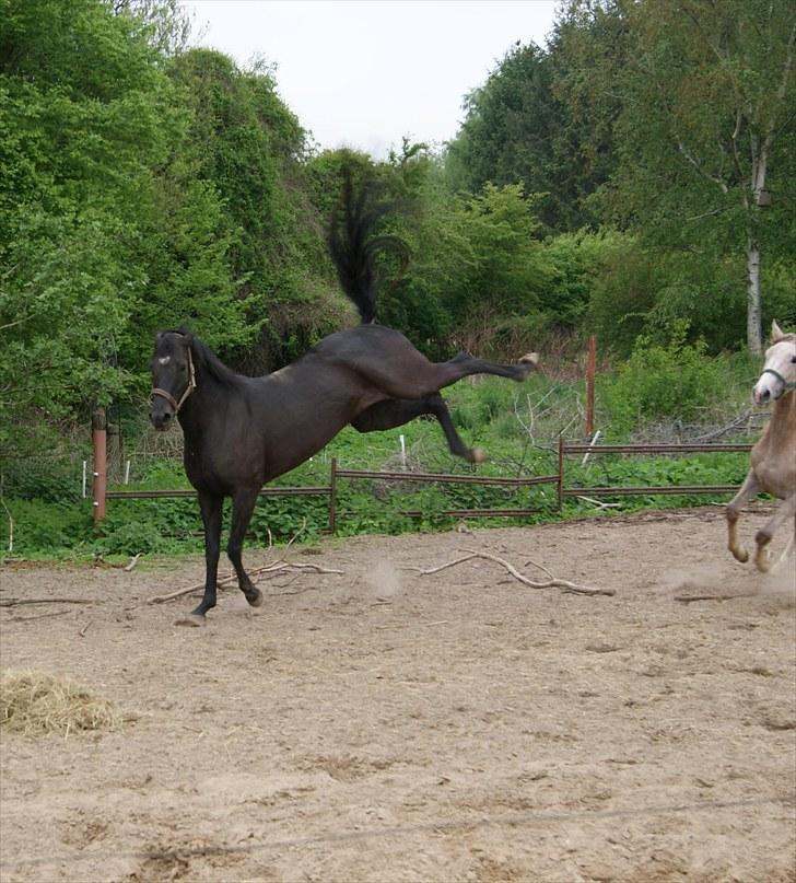 Anglo Araber (AA) Butterhill's Chanté - første gangs mødemellem Chanté og Khandiz billede 15