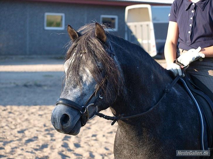 Dartmoor skovbrynet`s fantast  billede 2