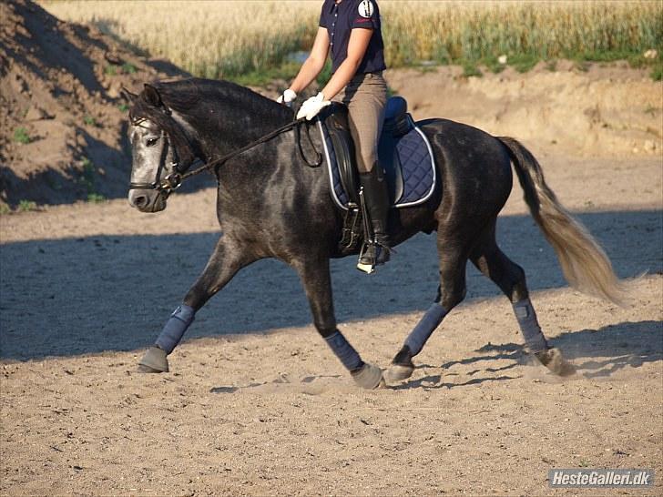 Dartmoor skovbrynet`s fantast  - selv om du er lidt open fortil er du stadig super flot på benene :D! billede 3
