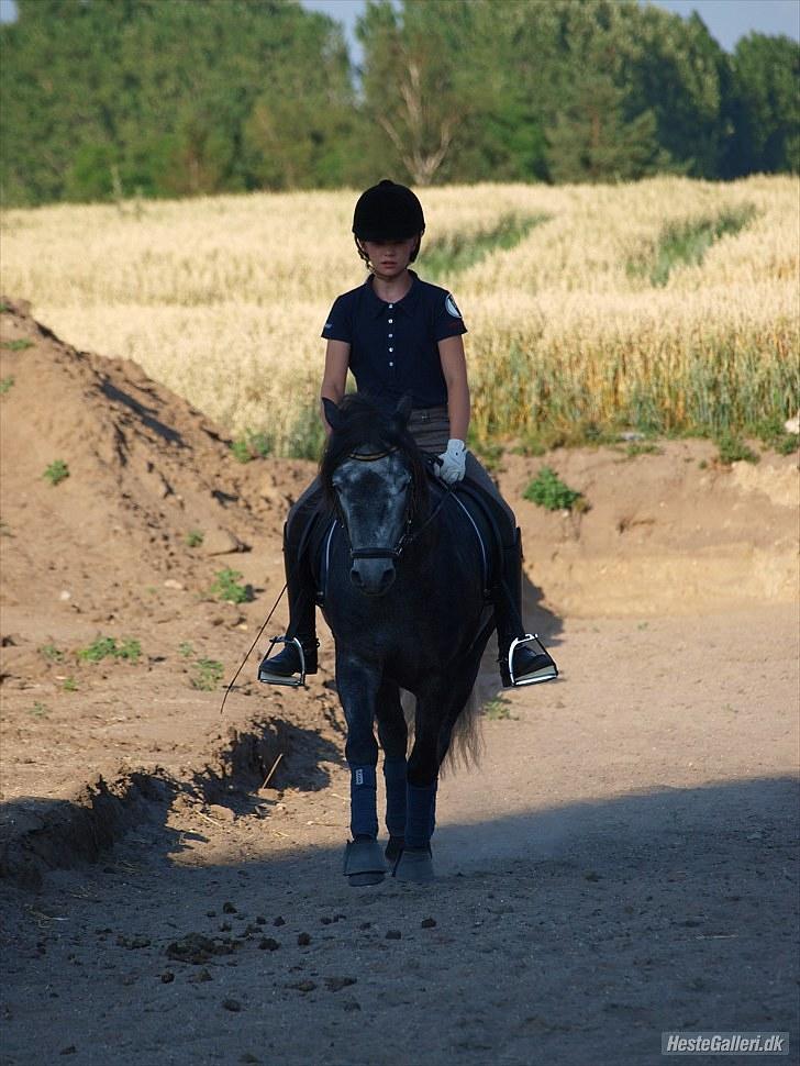 Dartmoor skovbrynet`s fantast  billede 6