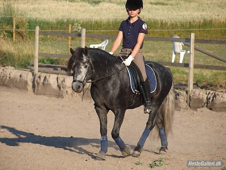 Dartmoor skovbrynet`s fantast  billede 7