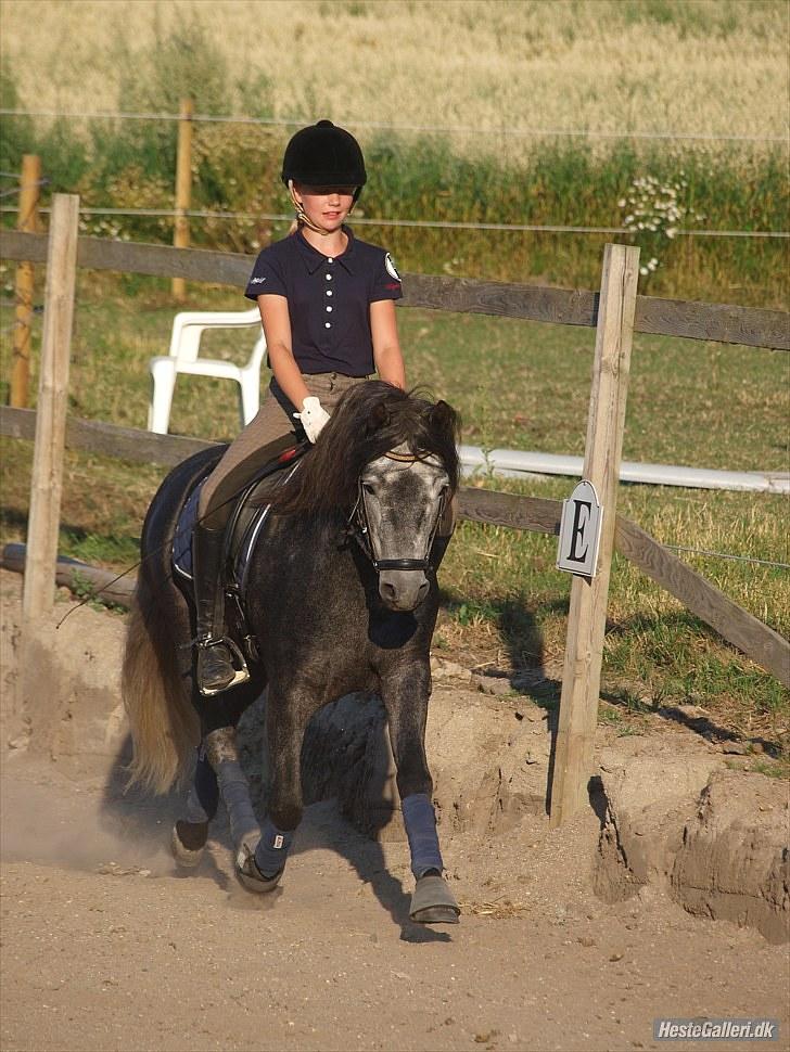 Dartmoor skovbrynet`s fantast  billede 8