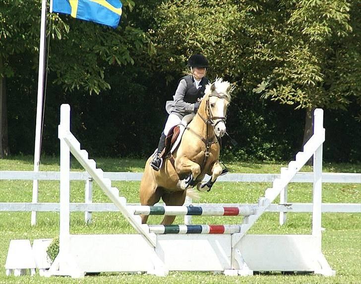 Palomino Yabadoo - Copenhagen horse show 2009. Billedet er taget af coyserne og har fået tilladelse til brug af det billede 2