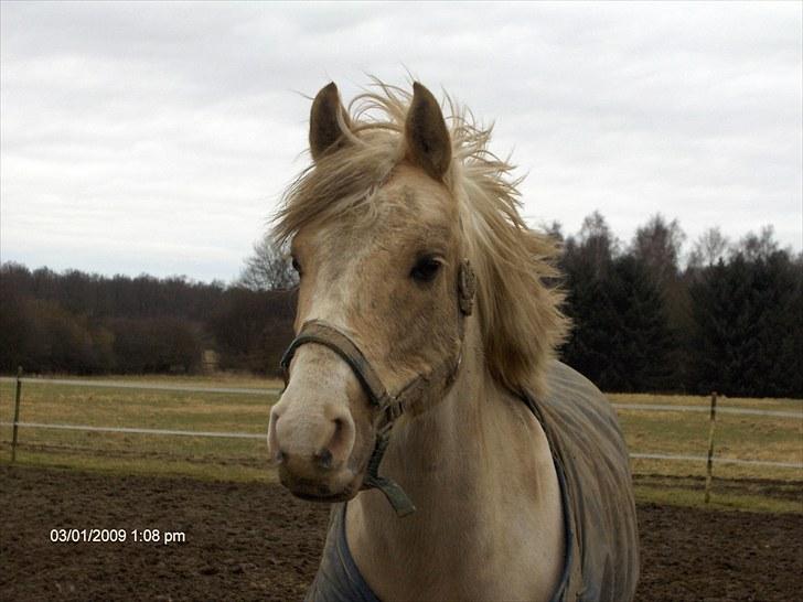 Palomino Yabadoo - Yabs i rette element <3 Billedet er taget af mig billede 3