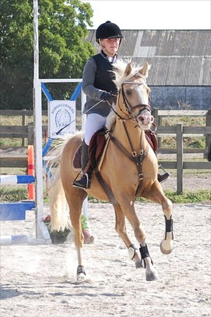 Palomino Yabadoo - Kongelunden c-stævne. Lc-nr.1 Lc-nr.2 :-) 2009 Billedet er taget af Mor billede 5